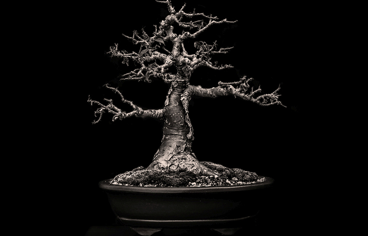 Misty Moon Bonsai Nursery