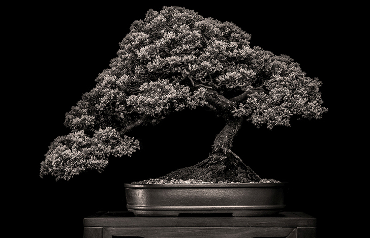 Misty Moon Bonsai Nursery